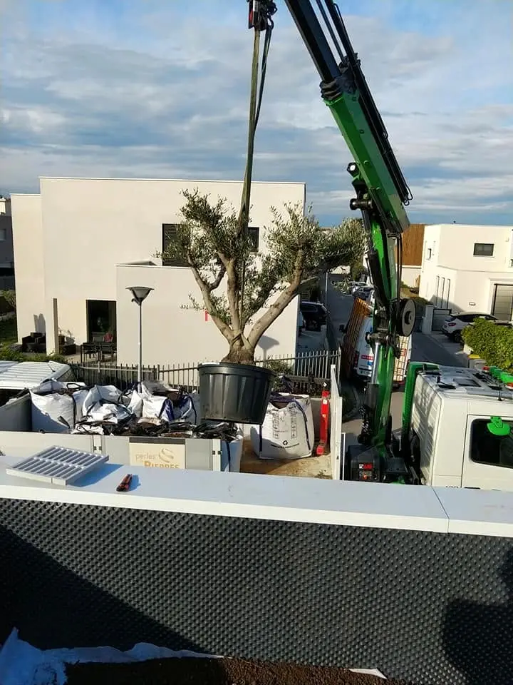 Un olivier hissé à la grue au-dessus de la terrasse